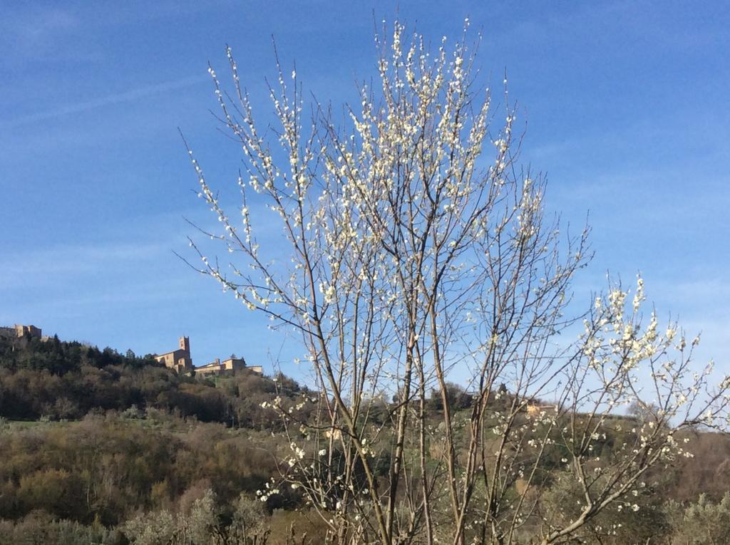 Agriturismo Le Canterie Radicondoli Экстерьер фото